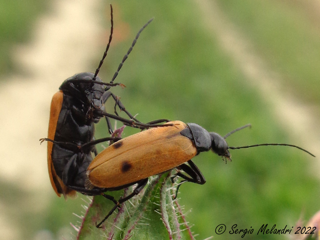 Euzonitis quadrimaculata -Meloidae